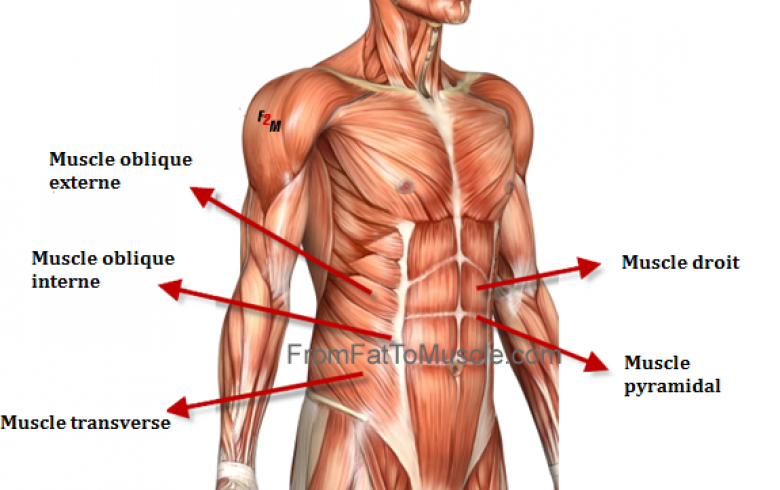 5 exercises to strengthen the different abdominal muscles