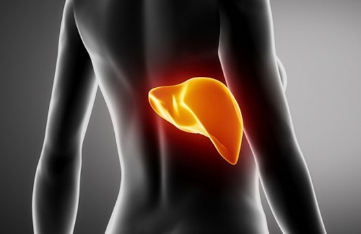 Detoxify your liver to lose weight