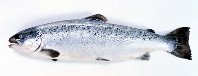 regime-naturel-saumon-norge