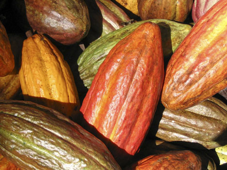 Le cacao, l'aliment du dieu