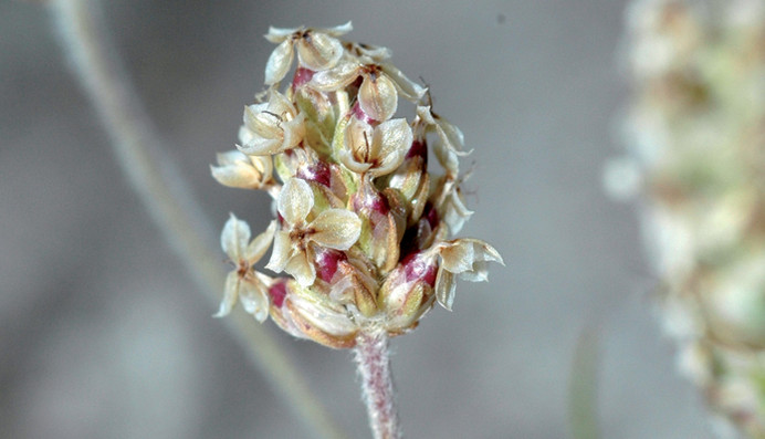 Le psyllium blond, plante miracle de l'intestin