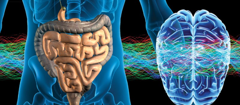 Notre « cerveau » intestinal (ou système nerveux entérique)… source de toute maladie ?